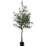 OLIVE TREE NP4817_160_22 ΥΨΟΣ 160cm