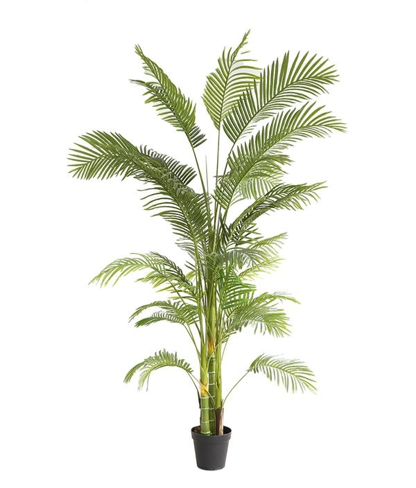 PALM TREE NP5500_240_22 ΥΨΟΣ 240cm