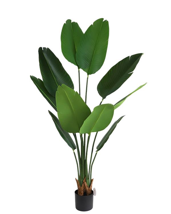 BIRD OF PARADISE NP717_160 ΥΨΟΣ 160cm