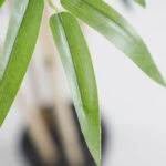 BAMBOO NP0070_210 ΥΨΟΣ 210cm