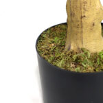 LEMON TREE  NP_30_170  ΥΨΟΣ 170cm