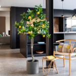 LEMON TREE  NP_30_170  ΥΨΟΣ 170cm