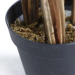 PALM TREE  NP5501_210_22  ΥΨΟΣ 210cm