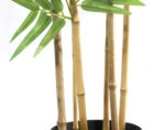 BAMBOO NP5801_180_22_UV ΥΨΟΣ 180cm