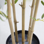BAMBOO NP6320_150_22 ΥΨΟΣ 150cm