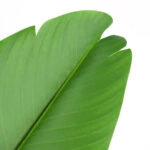 BIRD OF PARADISE NP716_120 ΥΨΟΣ 120cm