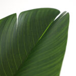 BIRD OF PARADISE NP717_160 ΥΨΟΣ 160cm