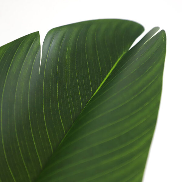 BIRD OF PARADISE NP717_160 ΥΨΟΣ 160cm