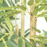 BAMBOO NP824_153 ΥΨΟΣ 153cm