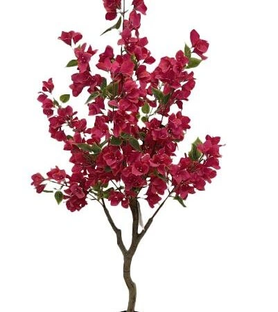 BOUGAINVILLEA NP_70_120 ΥΨΟΣ 120cm