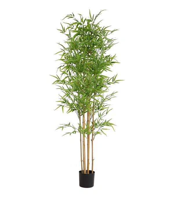 BAMBOO  NP6321_180_22  ΥΨΟΣ 180cm