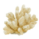 Artekko Coral Μπεζ Διακοσμητικό Κοράλλι Ρητίνης (22x17x14)cm