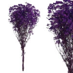 ΚΛΑΔΙ ΜΩΒ ΓΥΨΟΦΥΛΛΗ ΑΠΟΞΗΡΑΜΕΝΟ 6~10 ΤΜΧ/ΜΑΤΣΟ Υ70~80cm, 30~40cm ΤΟ ΑΝΘΟΣ- 120/ΚΙΒ