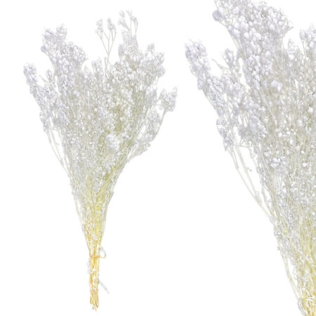 ΚΛΑΔΙ ΛΕΥΚΟ ΓΥΨΟΦΥΛΛΗ ΑΠΟΞΗΡΑΜΕΝΟ 6~10 ΤΜΧ/ΜΑΤΣΟ Υ60~70cm