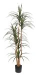 DRACAENA  NP_325_180  ΥΨΟΣ 180cm NewPlan