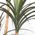 DRACAENA  NP_325_180  ΥΨΟΣ 180cm NewPlan
