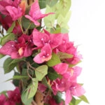 BOUGAINVILLEA  NP_34_160  ΥΨΟΣ 160cm