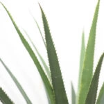 AGAVE TREE  NP802_160  ΥΨΟΣ 160cm NewPlan