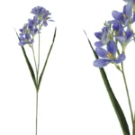 ΚΛΑΔΙ ΦΡΕΖΙΑ REAL TOUCH ΜΩΒ ΜΕ 2 ΚΛΑΔΙΑ ~ 5 ΛΟΥΛΟΥΔΙΑ - Y65cm 36/432ΚΙΒ