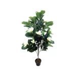 ΔΕΝΤΡΟ MANΩΛΙΑ ΕΚΡΟΥ ΑΝΘΗ ΣΕ ΓΛΑΣΤΡΑ - Y140cm 1/2KIB