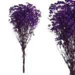 ΚΛΑΔΙ ΜΩΒ ΓΥΨΟΦΥΛΛΗ ΑΠΟΞΗΡΑΜΕΝΟ 6~10 ΤΜΧ/ΜΑΤΣΟ Υ70~80cm, 30~40cm ΤΟ ΑΝΘΟΣ- 120/ΚΙΒ