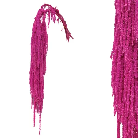 ΚΛΑΔΙ ΦΟΥΞ ΑΜΑΡΑΝΘΟΣ ΑΠΟΞΗΡΑΜΕΝΟ 4~5ΤΜΧ/ΜΑΤΣΟ Υ95~100cm