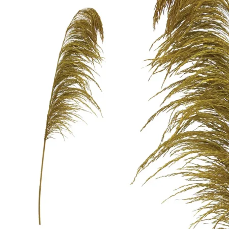 ΚΛΑΔΙ ΧΡΥΣΟ ΠΑΜΠΑΣ ΑΠΟΞΗΡΑΜΕΝΟ 1TMX Υ145~150cm