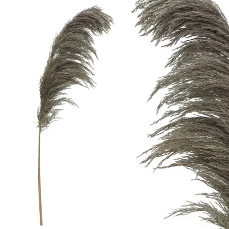 ΚΛΑΔΙ ΚΑΦΕ ΦΥΣΙΚΟ ΠΑΜΠΑΣ ΑΠΟΞΗΡΑΜΕΝΟ 1TMX Υ145~150cm