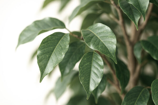 FICUS TREE NP230_210_UV ΥΨΟΣ 210cm