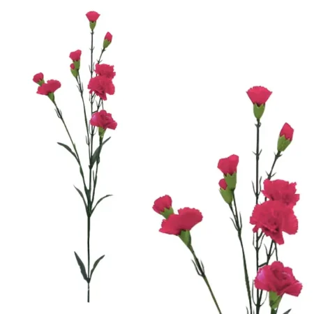 ΚΛΑΔΙ ΓΑΡΥΦΑΛΙΝΑ ΦΟΥΞ MONO Y67cm. 24/192KIB