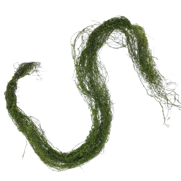 ΚΡΕΜΑΣΤΗ ΡΙΖΑ ΒΡΥΑ ΑΝΟΙΧΤΟ ΠΡΑΣΙΝΟ - Υ122cm 24/96KIB