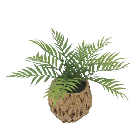 ΦΤΕΡΗ ΣΕ ΠΛΕΚΤΟ ΠΛΑΣΤΙΚΟ ΚΑΛΑΘΙ ΚΑΦΕ-ΠΡΑΣΙΝΟ - Y30cm 6/48ΚΙΒ