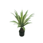 ΔΕΝΤΡΟ ΑΓΑΥΗ ΠΡΑΣΙΝΟ ΣΕ ΓΛΑΣΤΡΑ - 66cm 4/ΚΙΒ