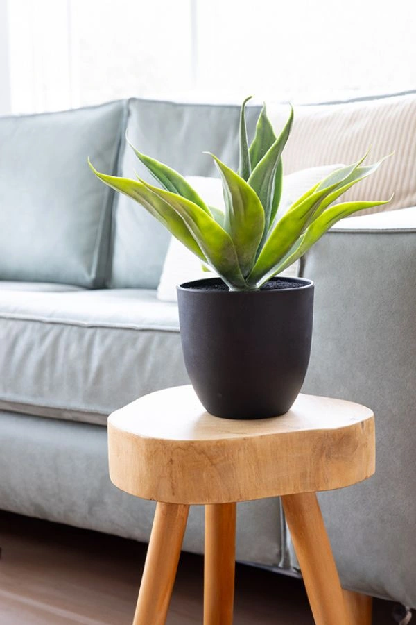 Αγαυη σε γλαστρα 37Cm