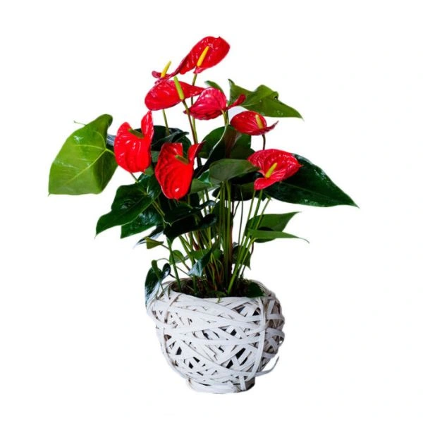 Ανθούριο σε Καλάθι