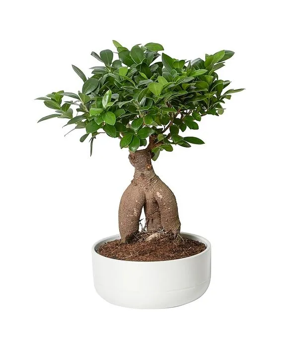 Μπονσάι acer palmatum σε κεραμική βάση