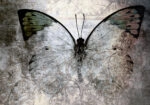 Πινακας σε καμβά ABSTRACT BUTTERFLY