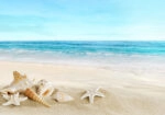 Πινακας σε καμβά BEACH SHELLS