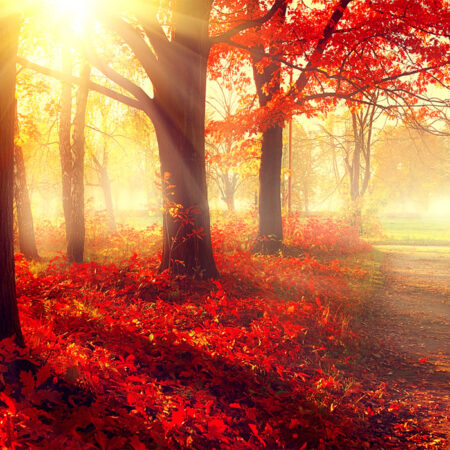 Πινακας σε καμβά BEAUTIFUL AUTUMN PARK - Δασος Sticky 5