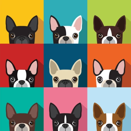 Πίνακας σε καμβά BOSTON TERRIER DOG FULL COLOR - Σκυλοι Sticky 4