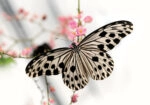 Πινακας σε καμβά BUTTERFLY