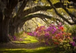Πινακας σε καμβά FAIRYTALE PATH