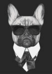 Πινακας σε καμβά FRENCH BULLDOG DOG IN BLACK