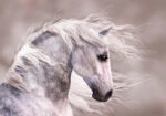 Πινακας σε καμβά GREY HORSE DIGITAL PAINT
