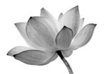 Πινακας σε καμβά LOTUS FLOWER GREY WHITE