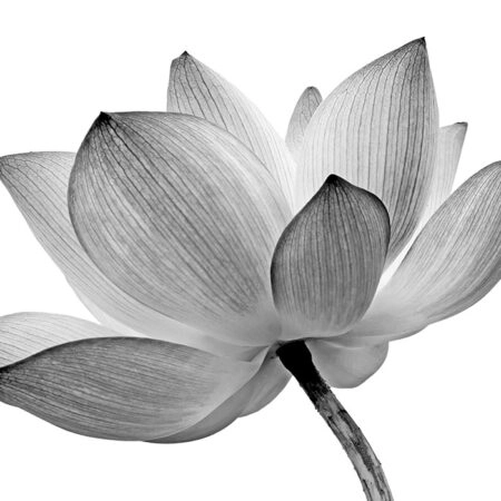 Πινακας σε καμβά LOTUS FLOWER GREY WHITE - Botanical - Φυτα Sticky 4
