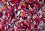 Πινακας σε καμβά PETALS 2