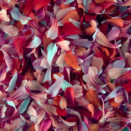 Πινακας σε καμβά PETALS 2 - Floral - Λουλουδια Sticky 5