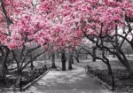 Πινακας σε καμβά PINK BLOSSOM PARK