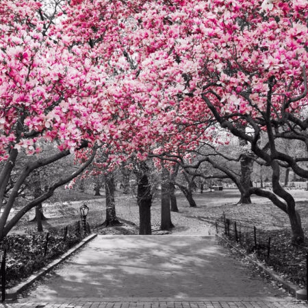 Πινακας σε καμβά PINK BLOSSOM PARK - Ανθη Δεντρων Sticky 5